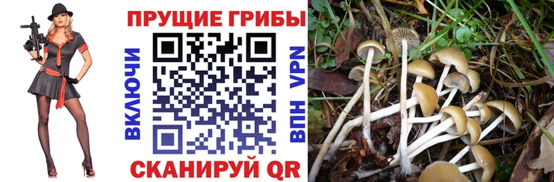 купить наркотики цена  Жуков  Галлюциногенные грибы мухоморы 